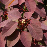 Euphorbia cotinifolia L.